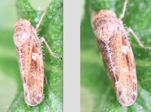 Allygus communis